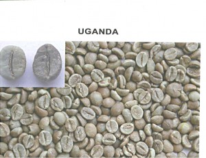 robust uganda